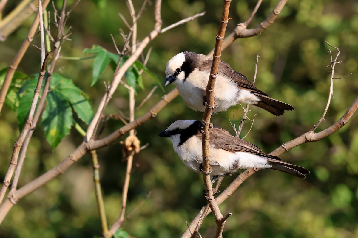 White-rumped Shrike - ML642702541