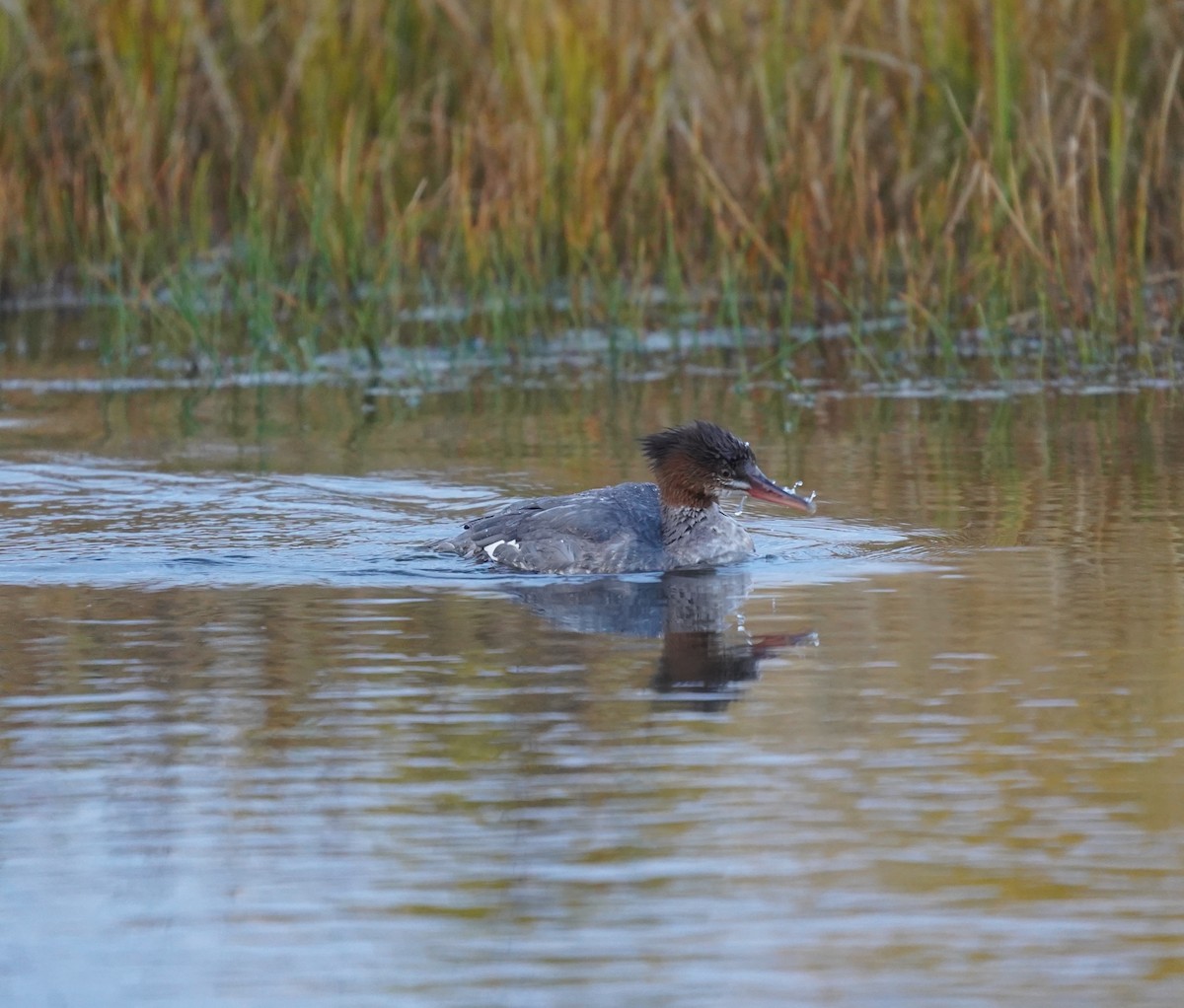 Gänsesäger - ML642702543