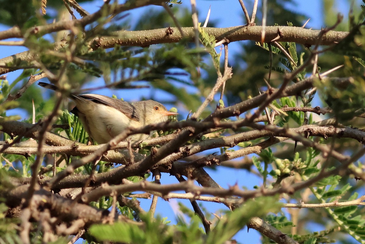 Buff-bellied Warbler - ML642702555