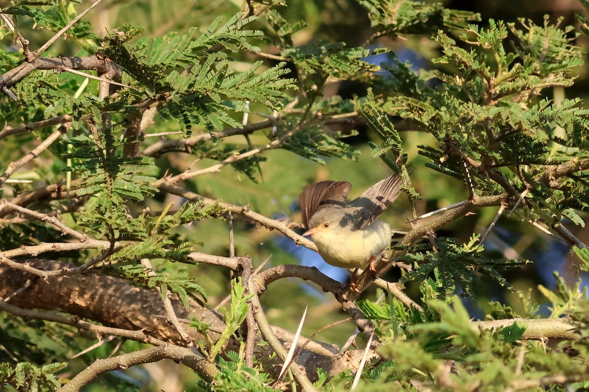 Buff-bellied Warbler - ML642702556