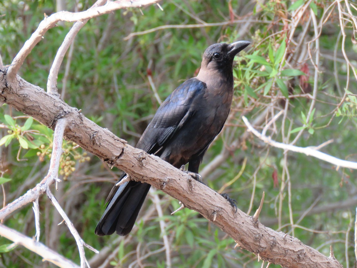 House Crow - ML642702557