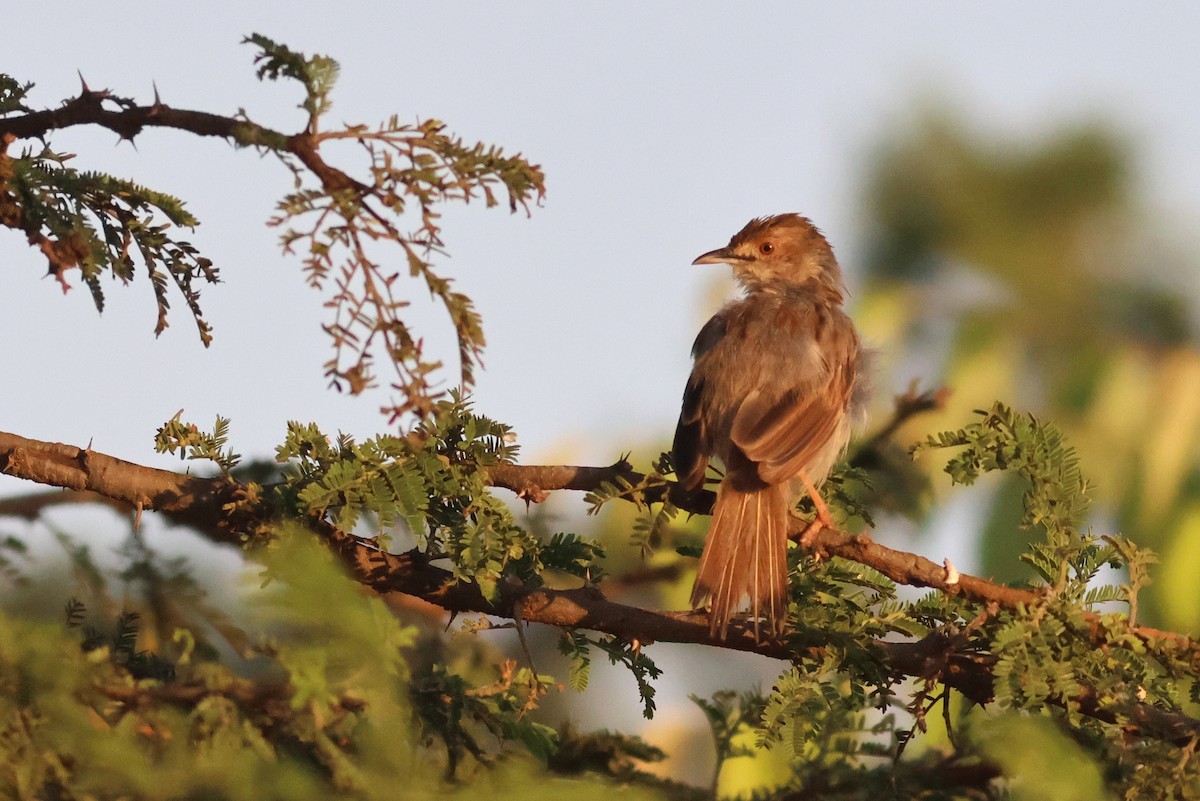 Rattling Cisticola - ML642702560