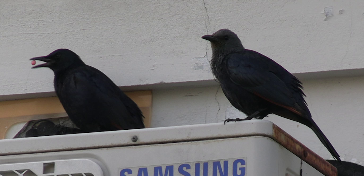 Red-winged Starling - ML642702563