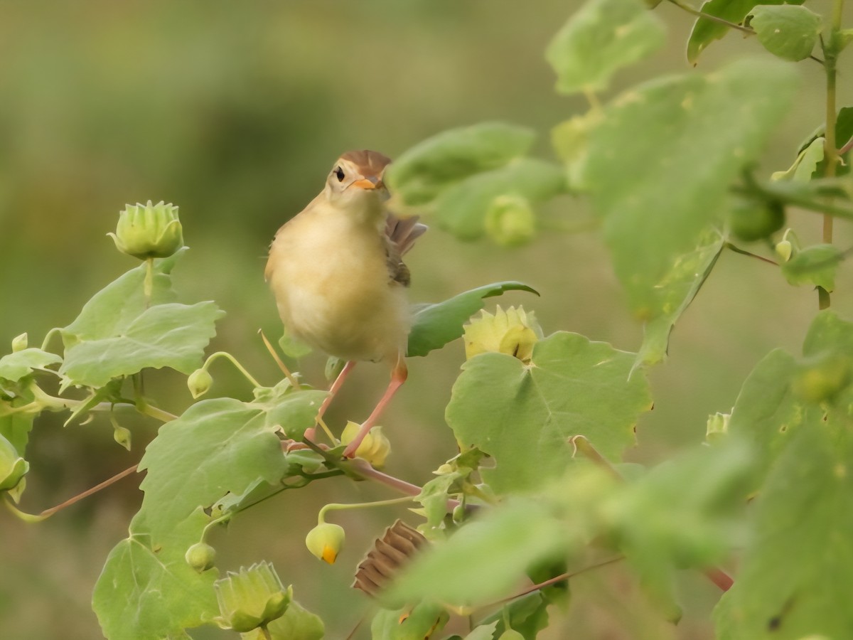 orientprinia - ML642702564