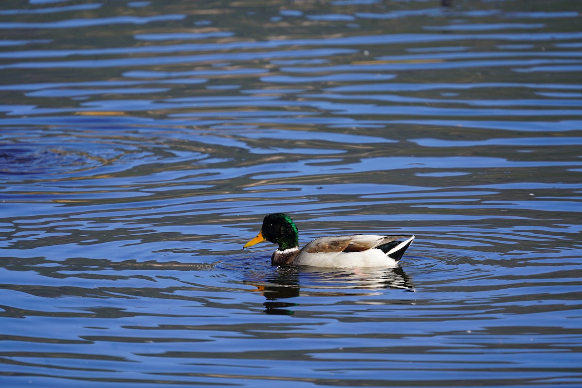 Mallard - ML642702567