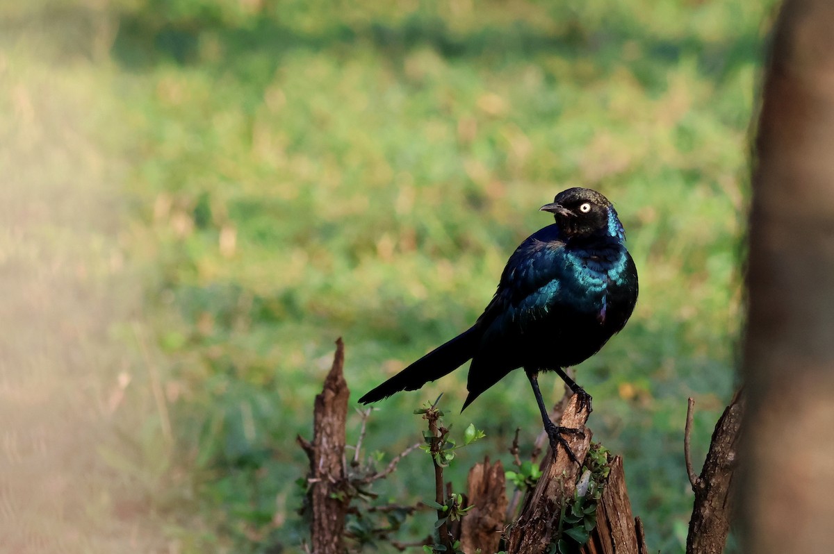Rüppell's Starling - ML642702569