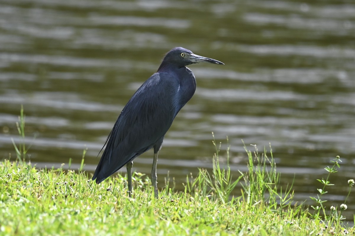 Little Blue Heron - ML642702573