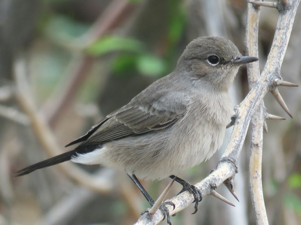 Blackstart - ML642702574