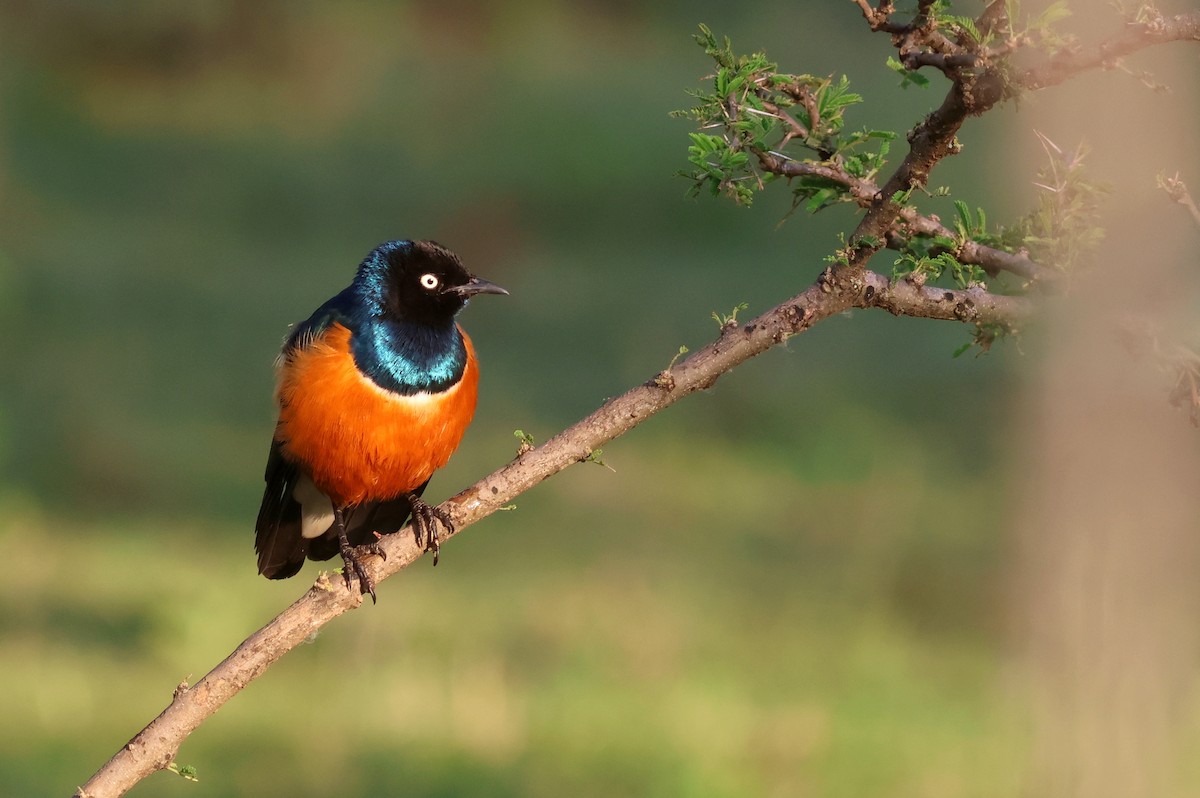 Superb Starling - ML642702577