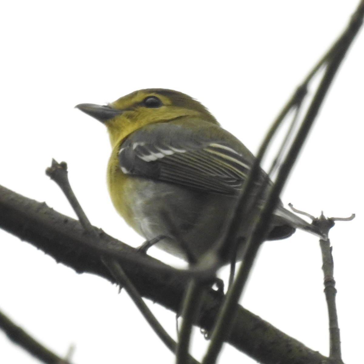 Yellow-throated Vireo - ML642702578