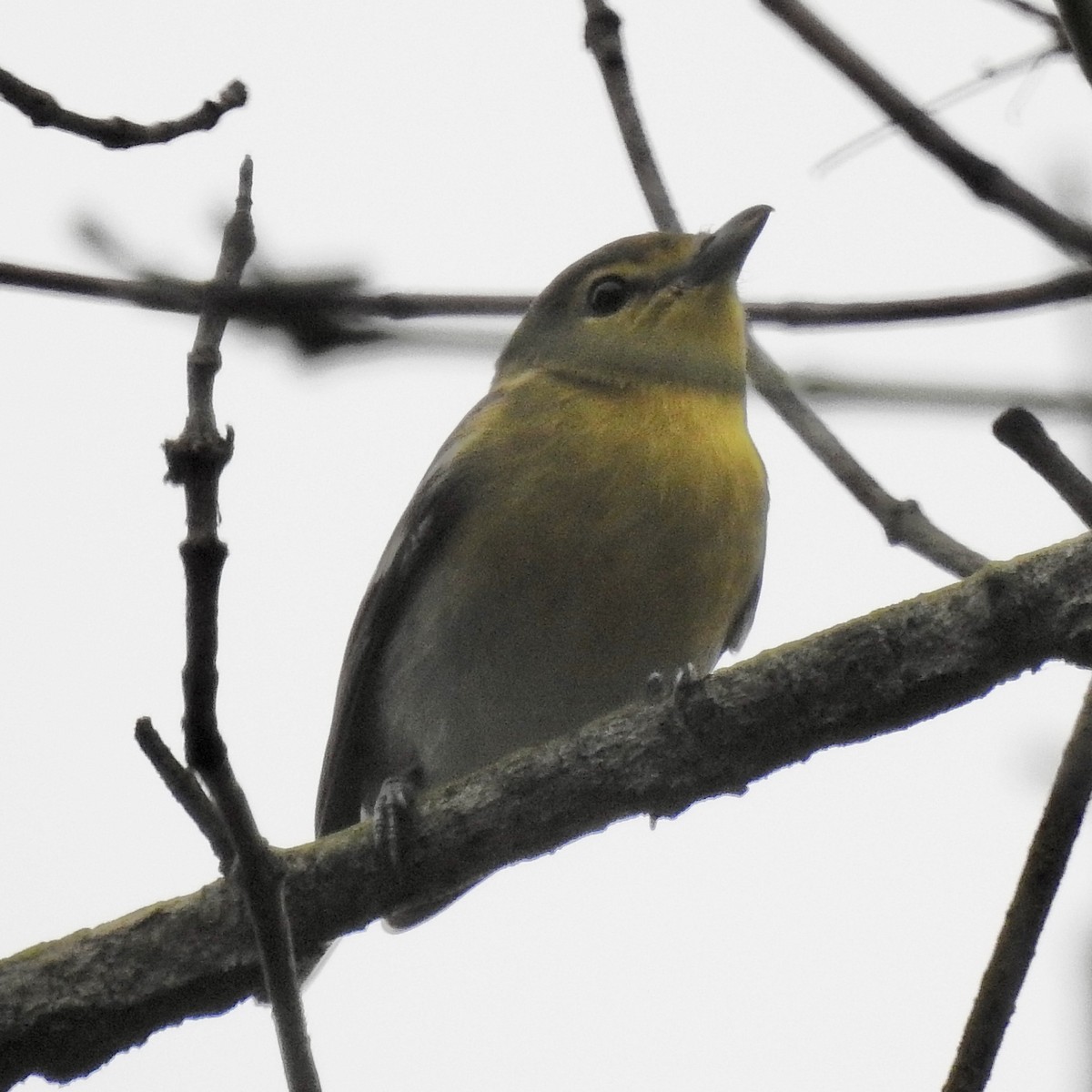 Yellow-throated Vireo - ML642702579