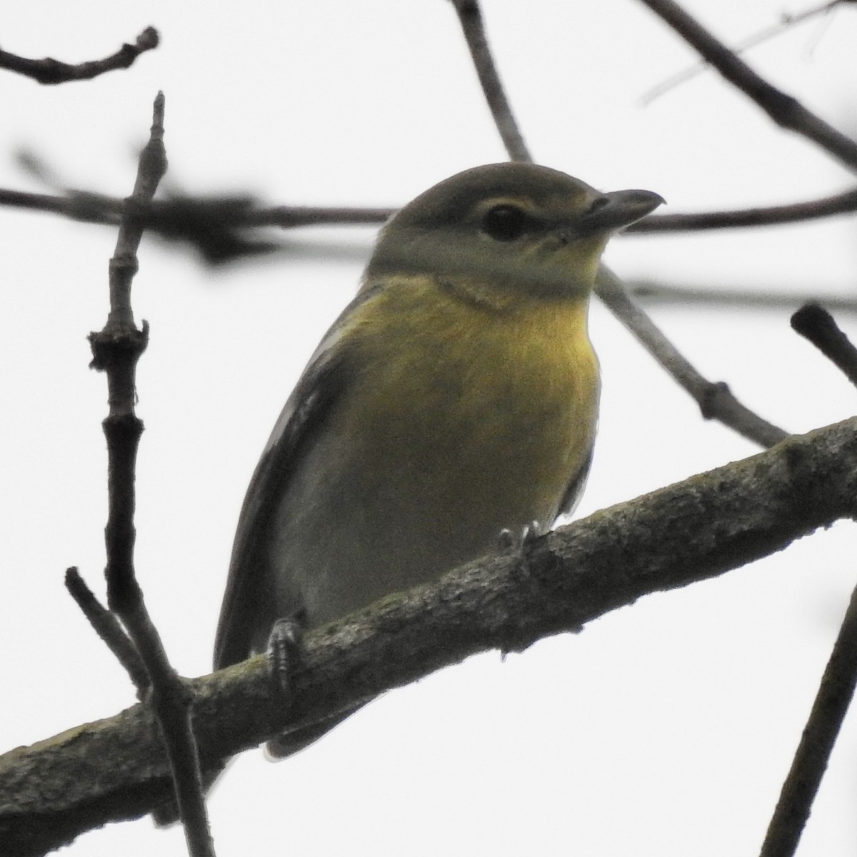 Yellow-throated Vireo - ML642702580