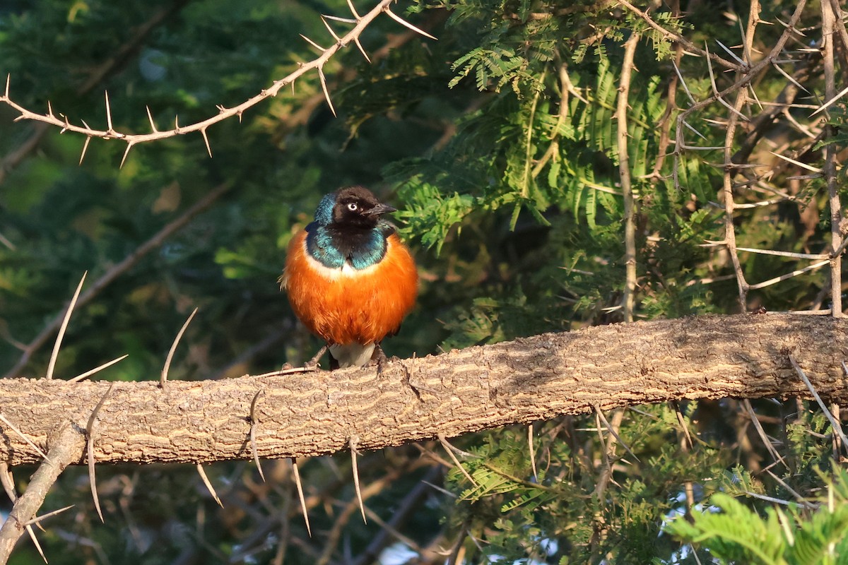 Superb Starling - ML642702581