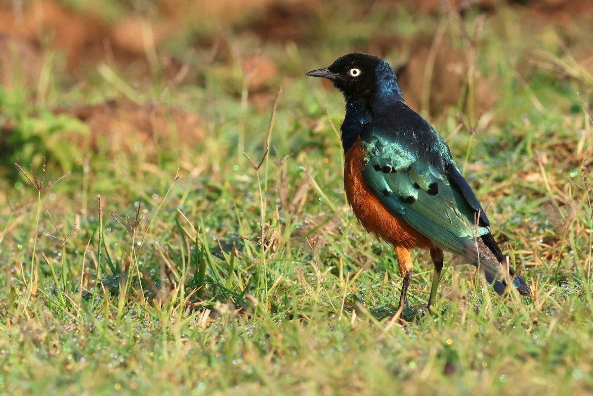 Superb Starling - ML642702582