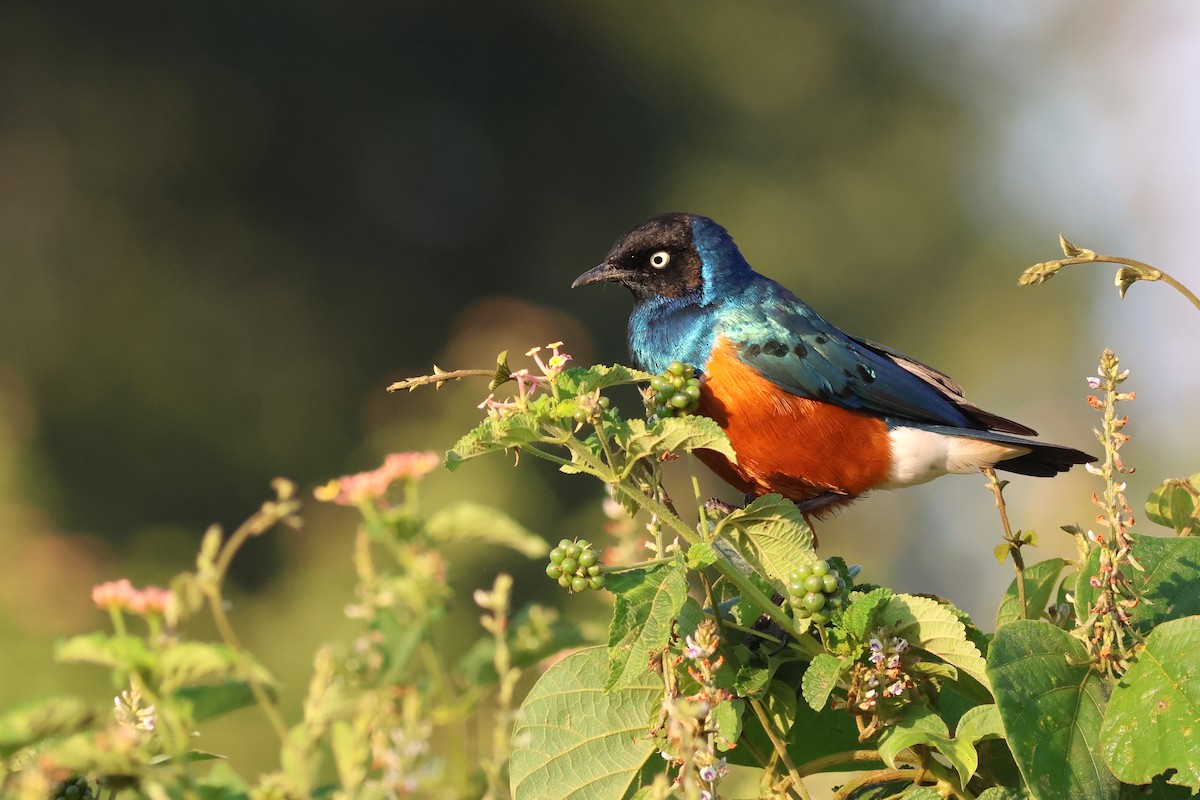 Superb Starling - ML642702583