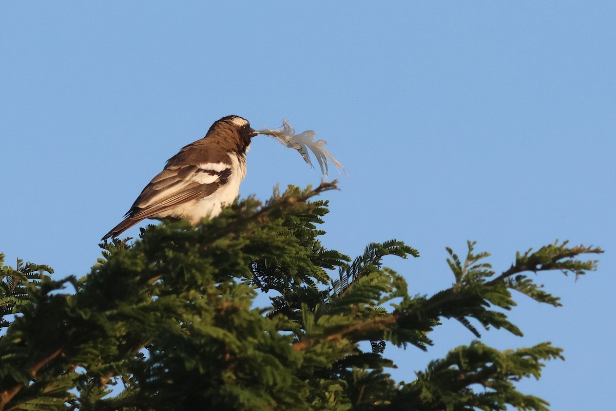 White-browed Sparrow-Weaver - ML642702597