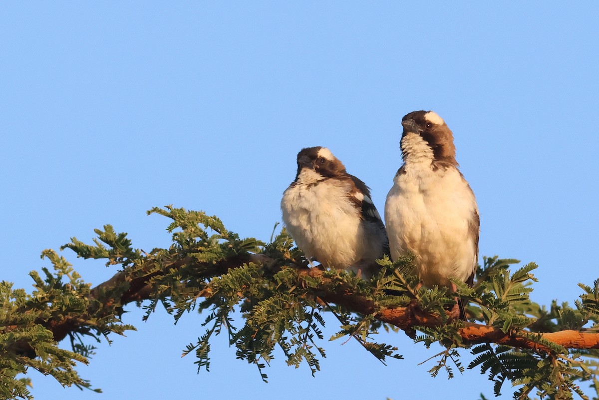White-browed Sparrow-Weaver - ML642702598
