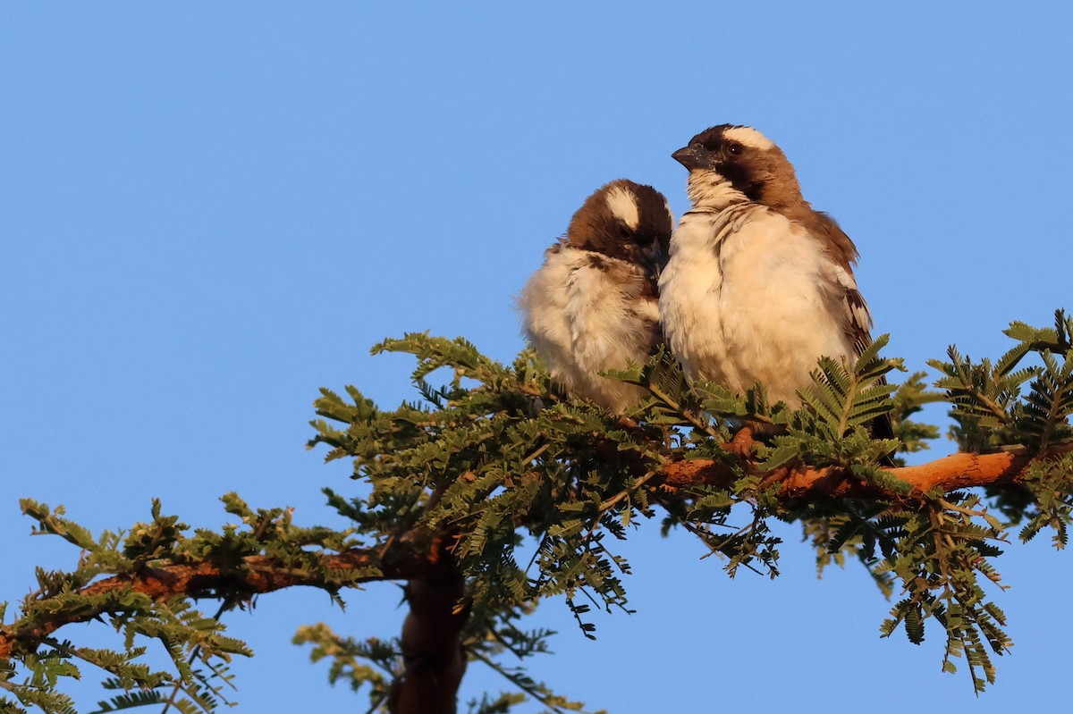White-browed Sparrow-Weaver - ML642702599