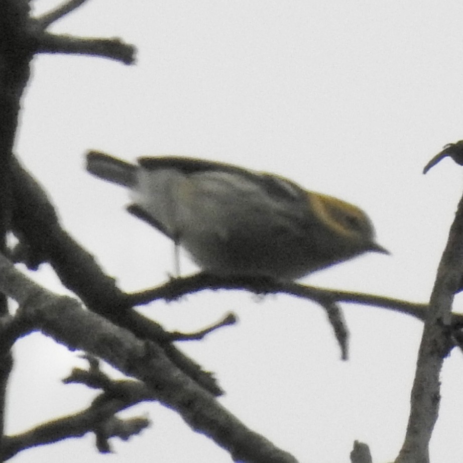 grønnparula - ML642702600