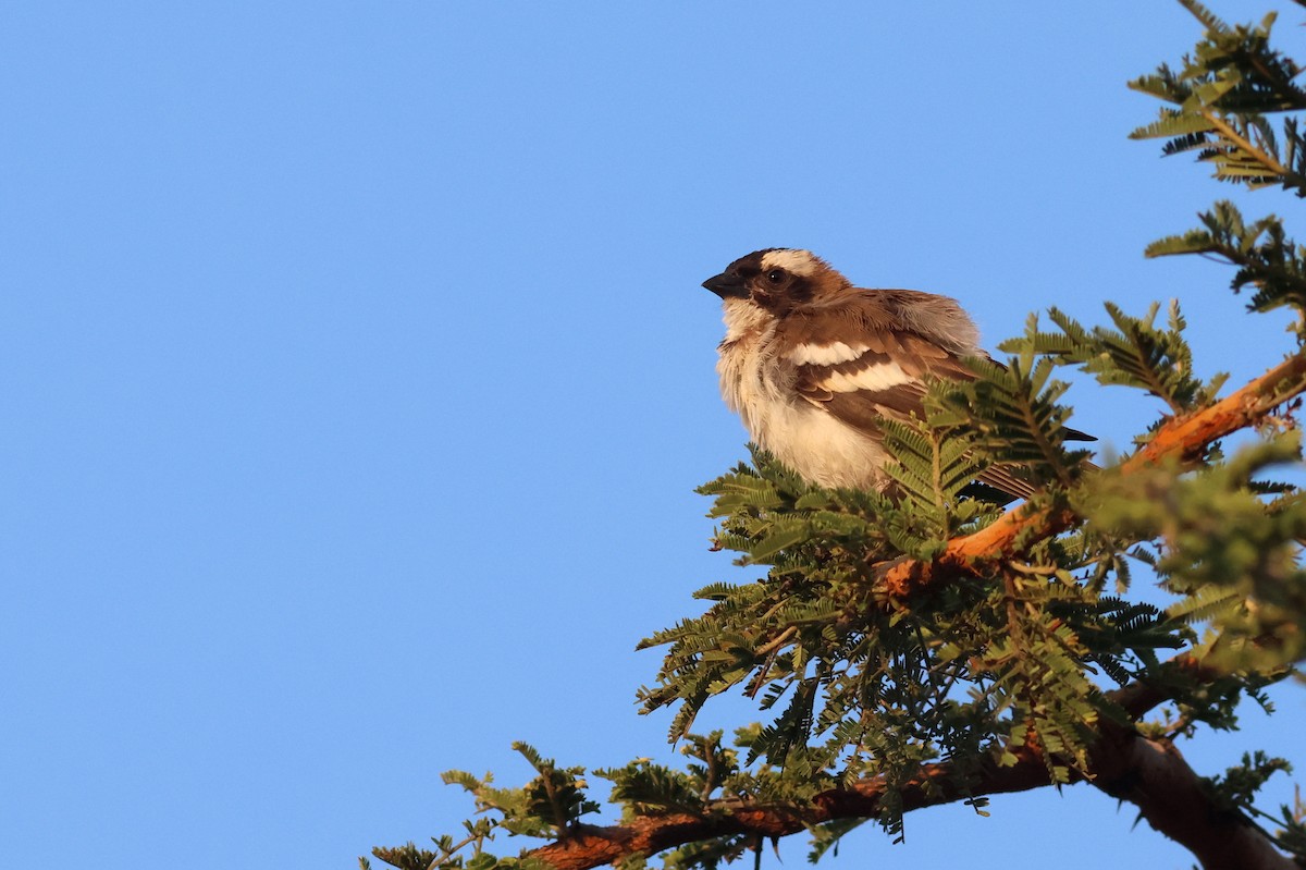 White-browed Sparrow-Weaver - ML642702601