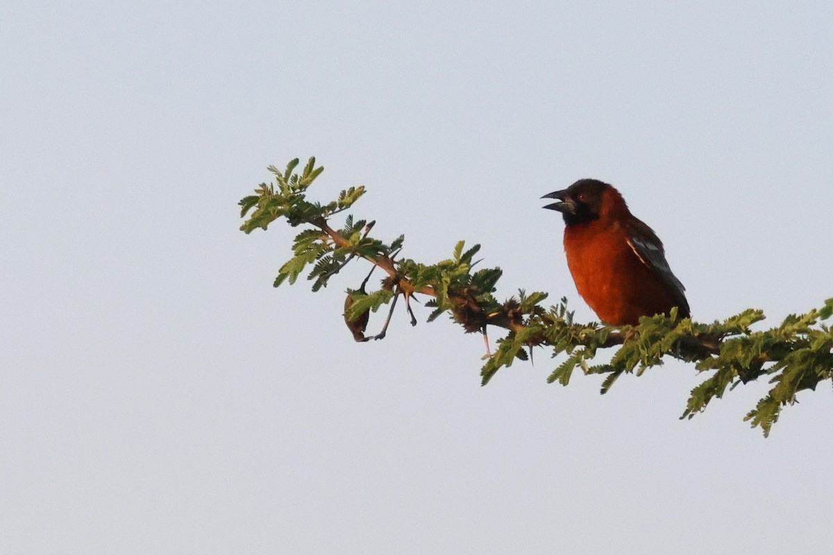 Chestnut Weaver - ML642702603