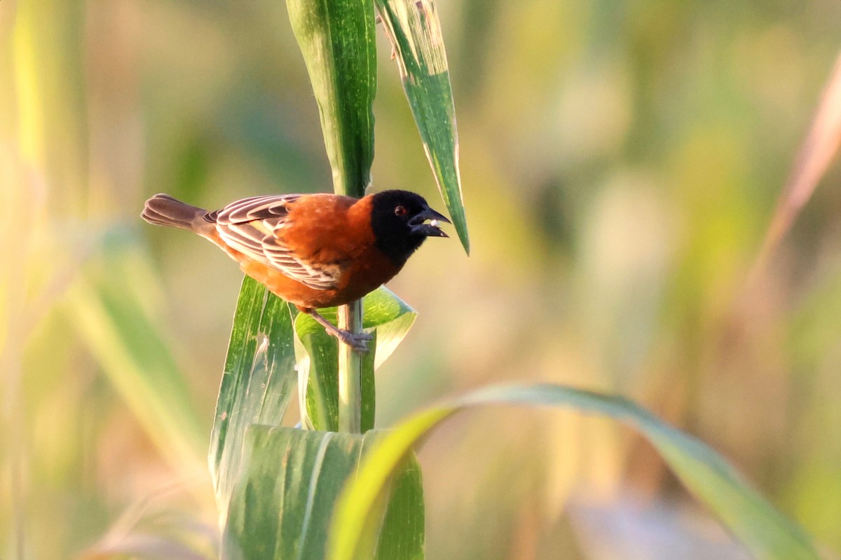 Chestnut Weaver - ML642702604