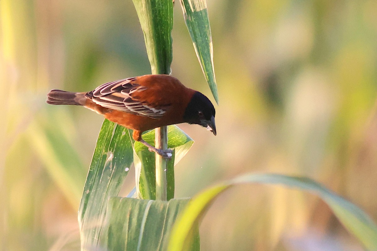 Chestnut Weaver - ML642702605