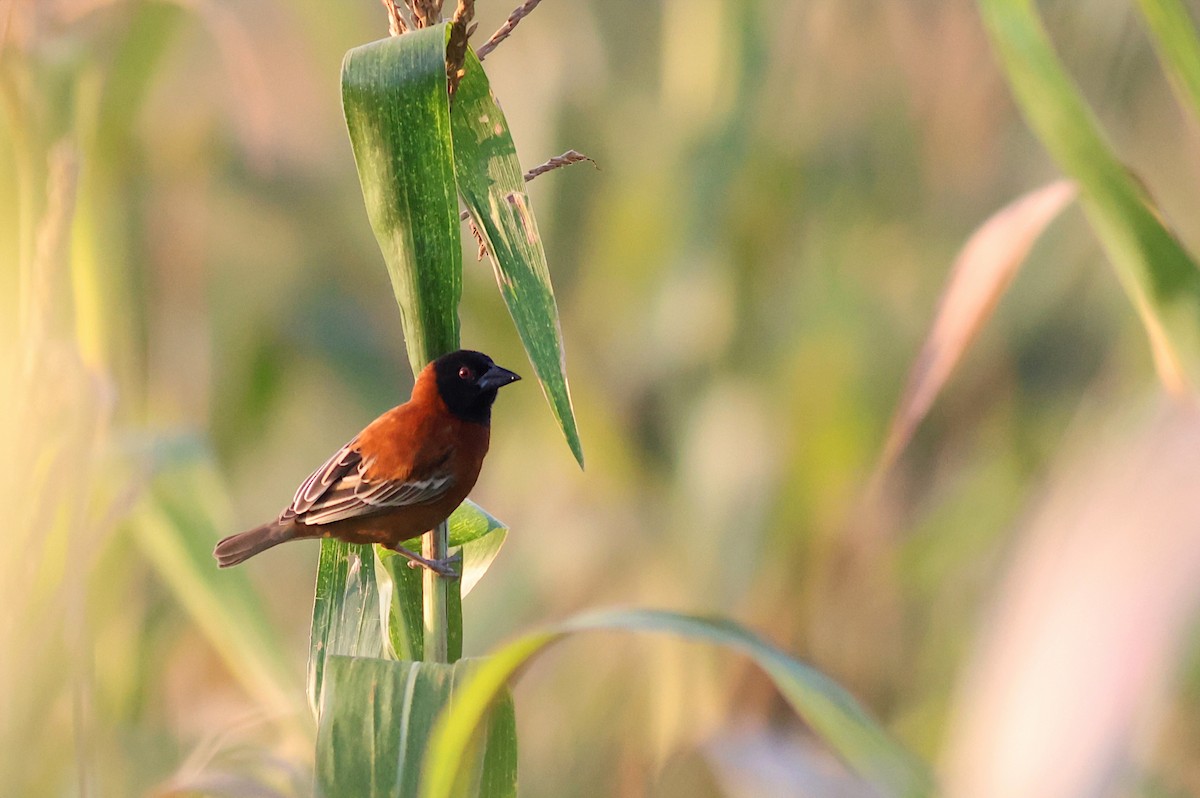 Chestnut Weaver - ML642702606