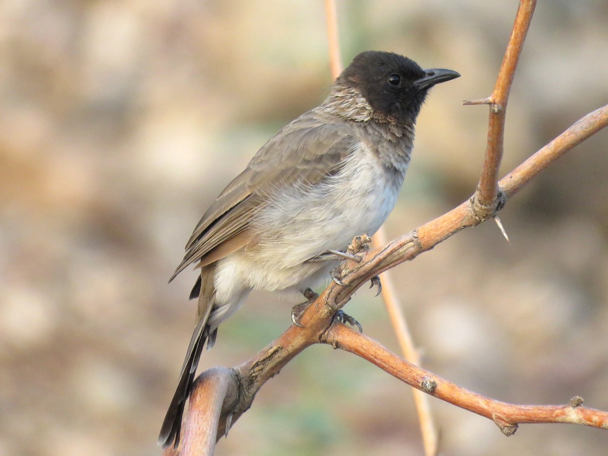 Common Bulbul - ML642702607
