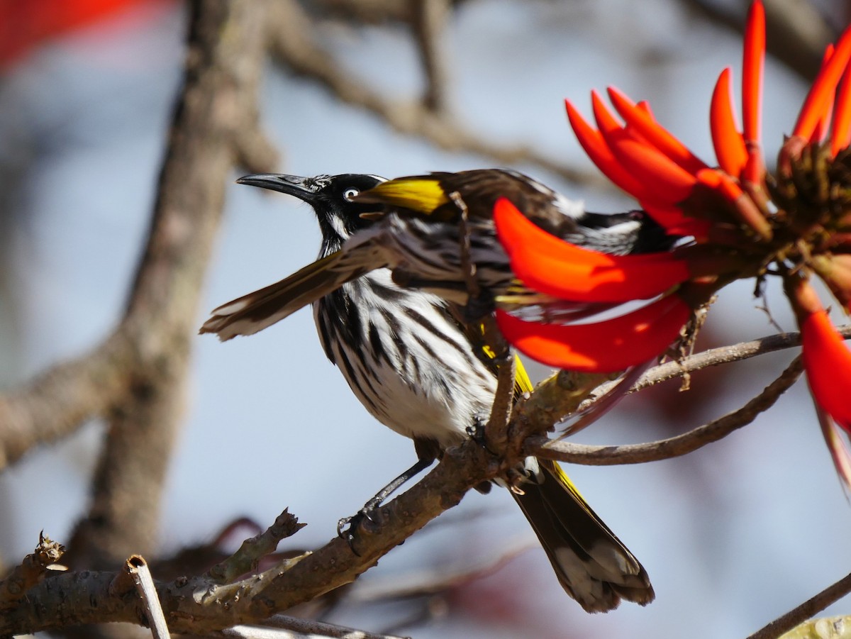 New Holland Honeyeater - ML64270261