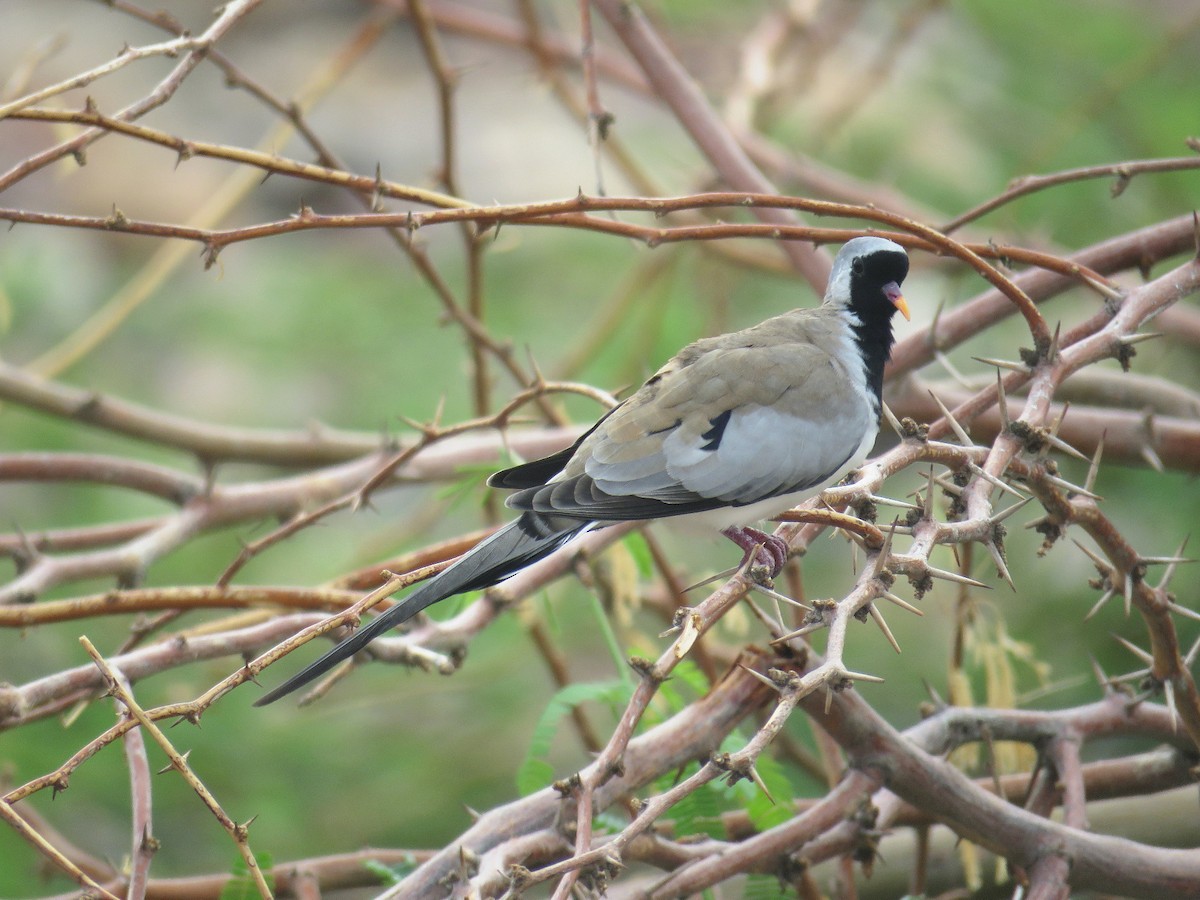 Namaqua Dove - ML642702613