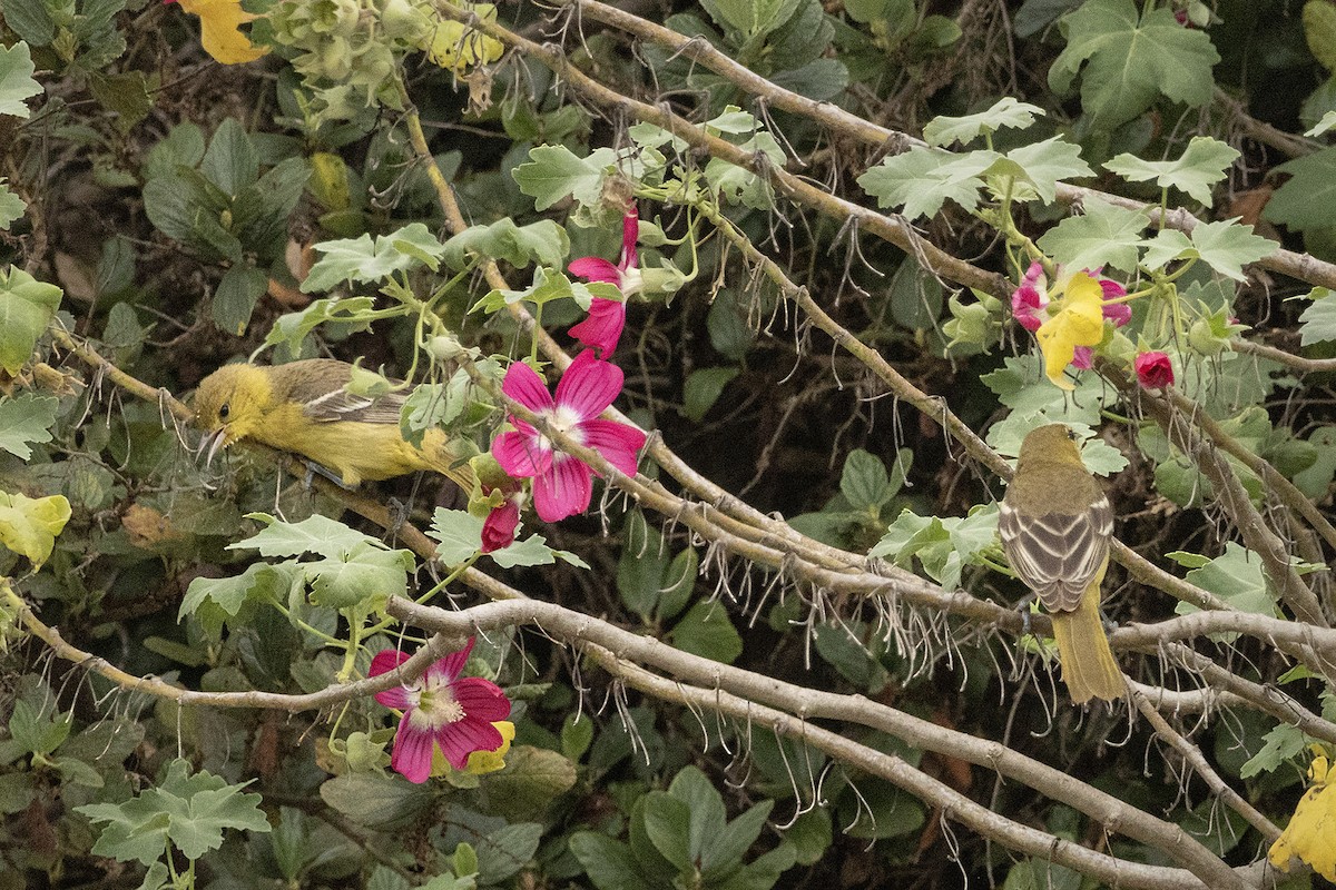 Hooded Oriole - ML642702614