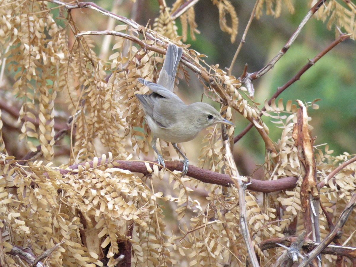 Eastern Olivaceous Warbler - ML642702617