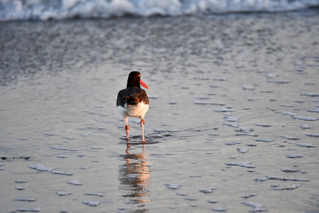 American Oystercatcher - ML642702626