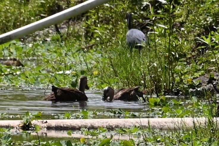 Mottled Duck - ML642702630