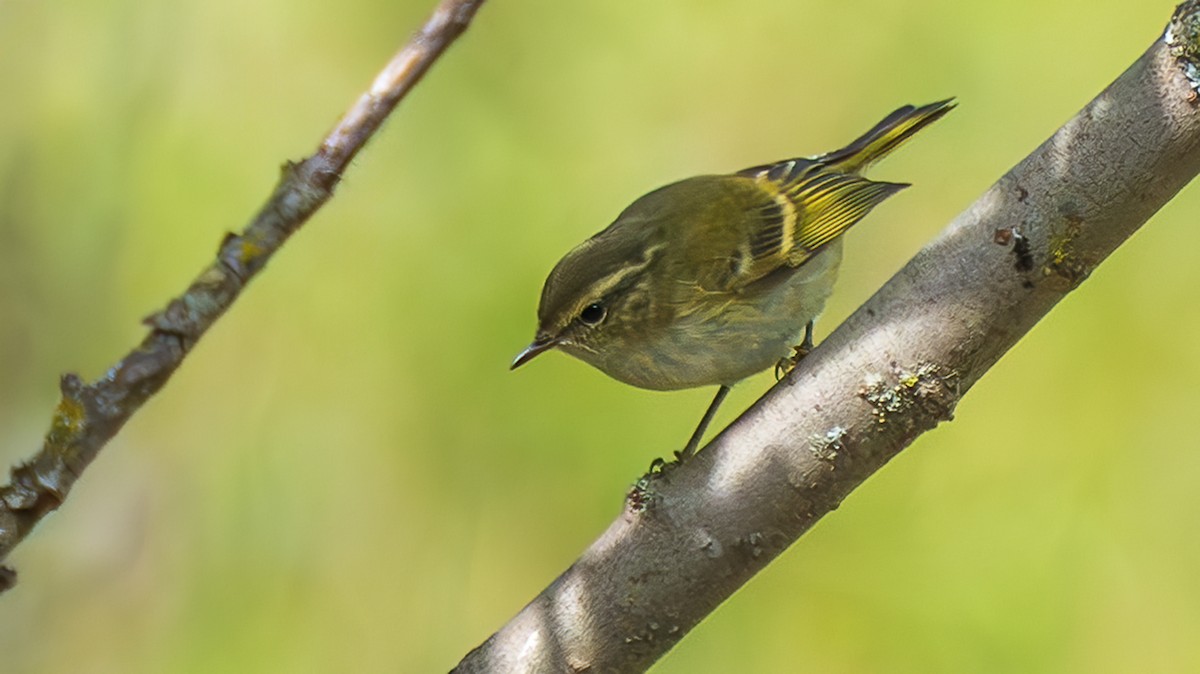 Sichuan Tit - ML642702643