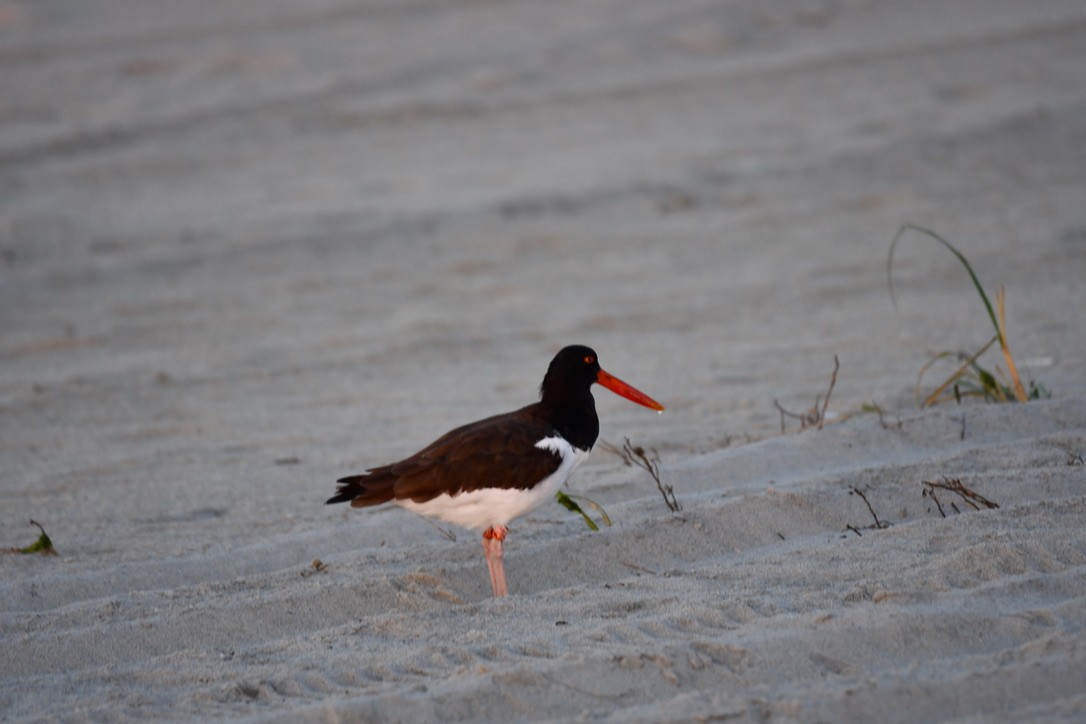 American Oystercatcher - ML642702644