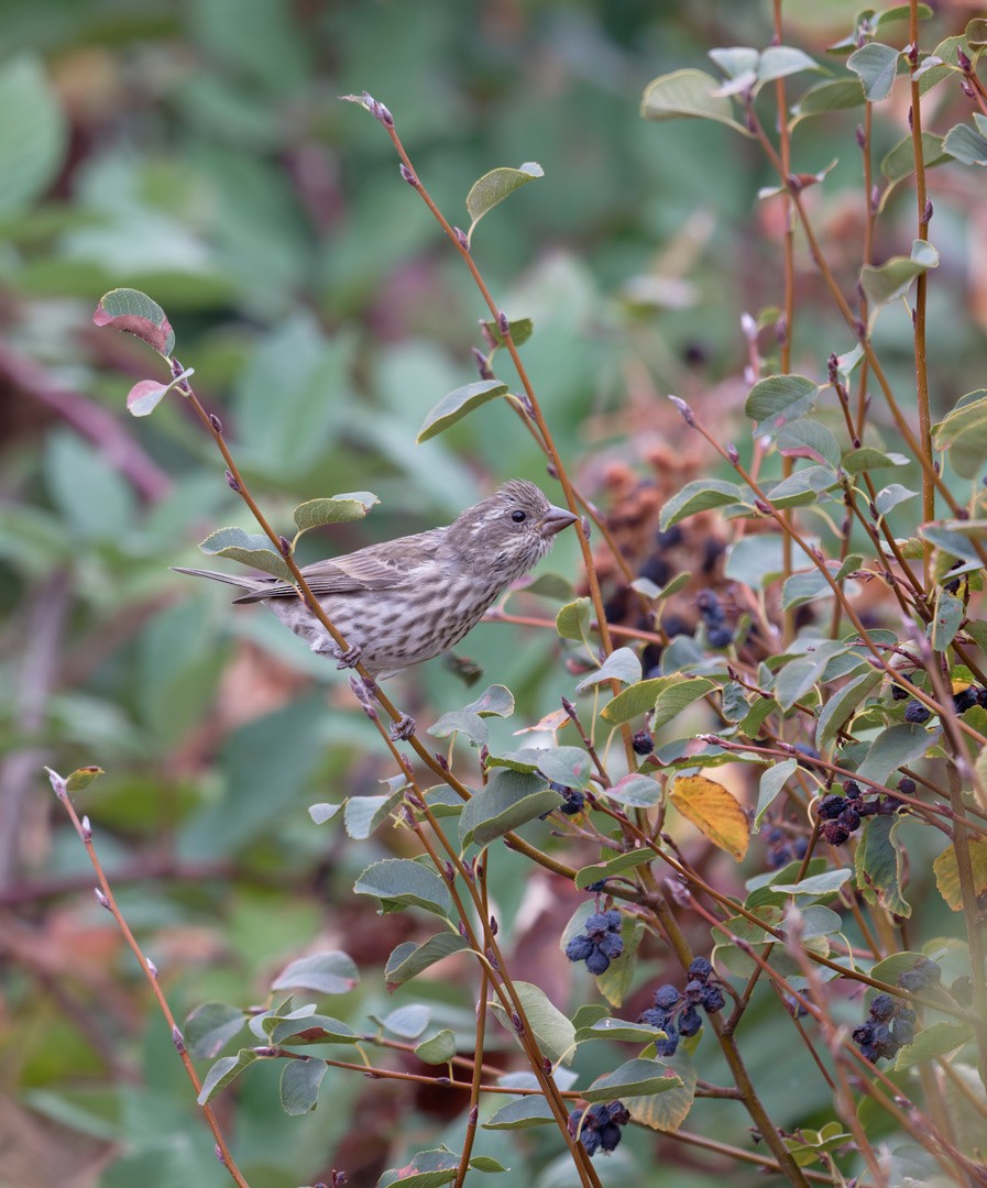 Purple Finch - ML642702646