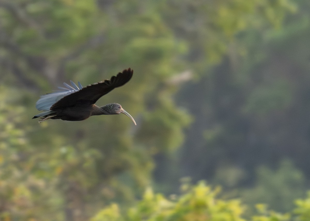 Green Ibis - ML642702648
