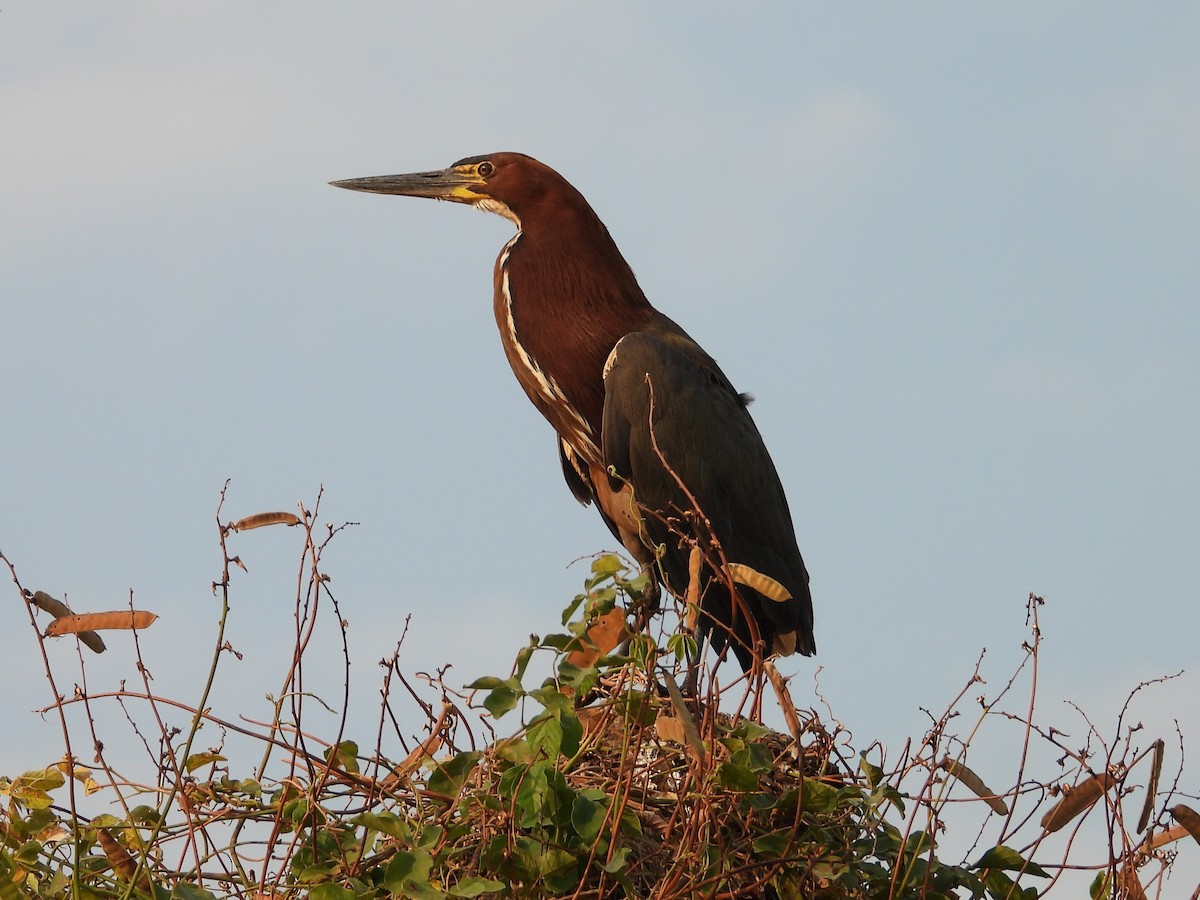 Rufescent Tiger-Heron - ML642702663