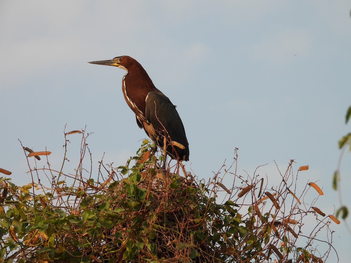 Rufescent Tiger-Heron - ML642702664