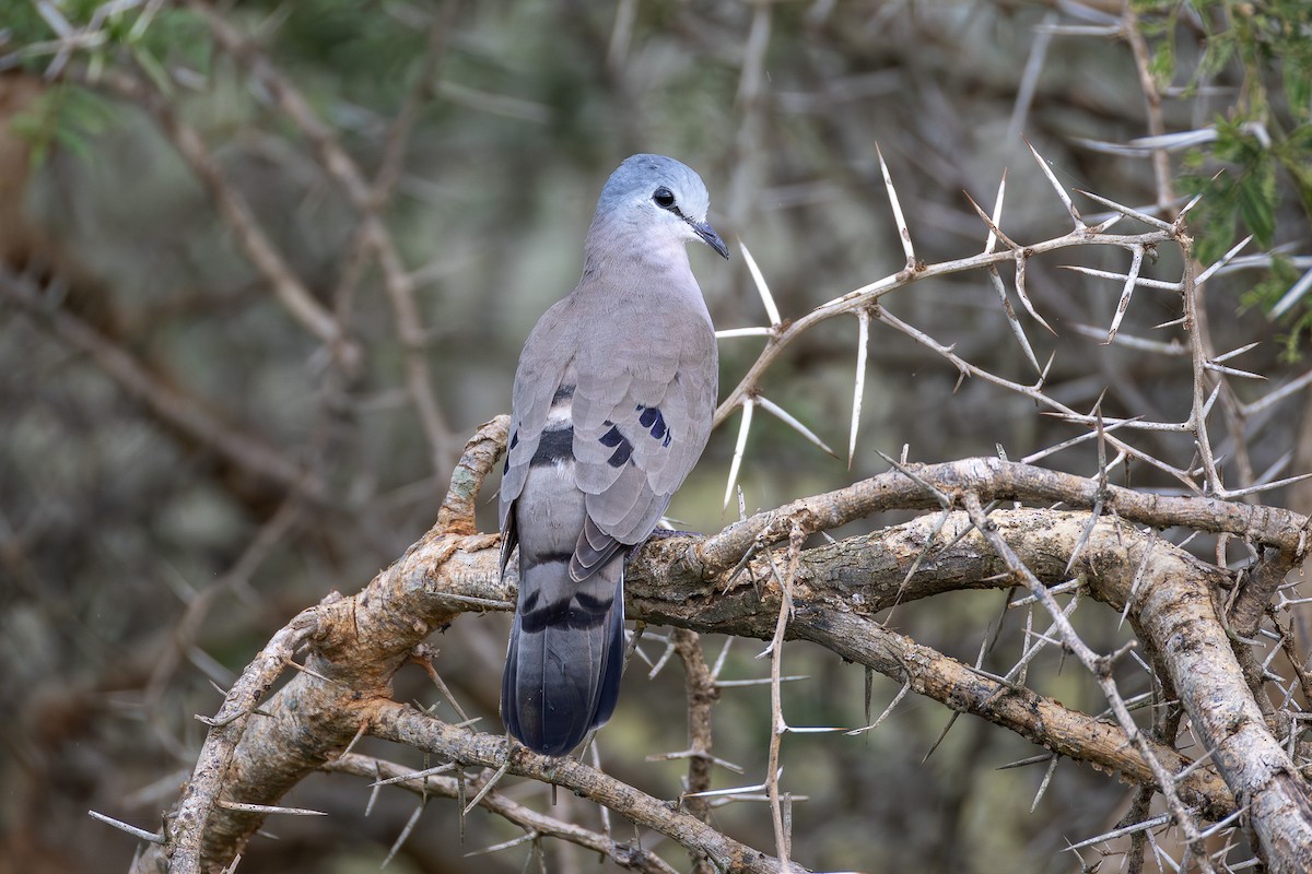 Black-billed Wood-Dove - ML642702673