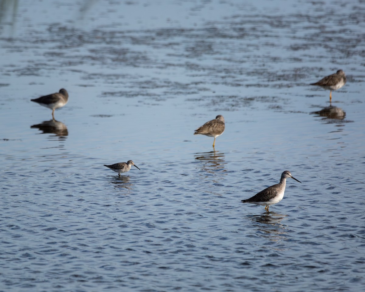 Stilt Sandpiper - ML642702674