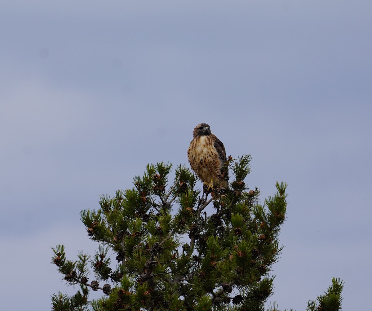 káně rudochvostá (ssp. calurus/alascensis) - ML642702696