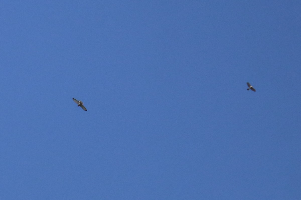 Aerospiza/Tachyspiza/Accipiter/Astur sp. - ML642702706