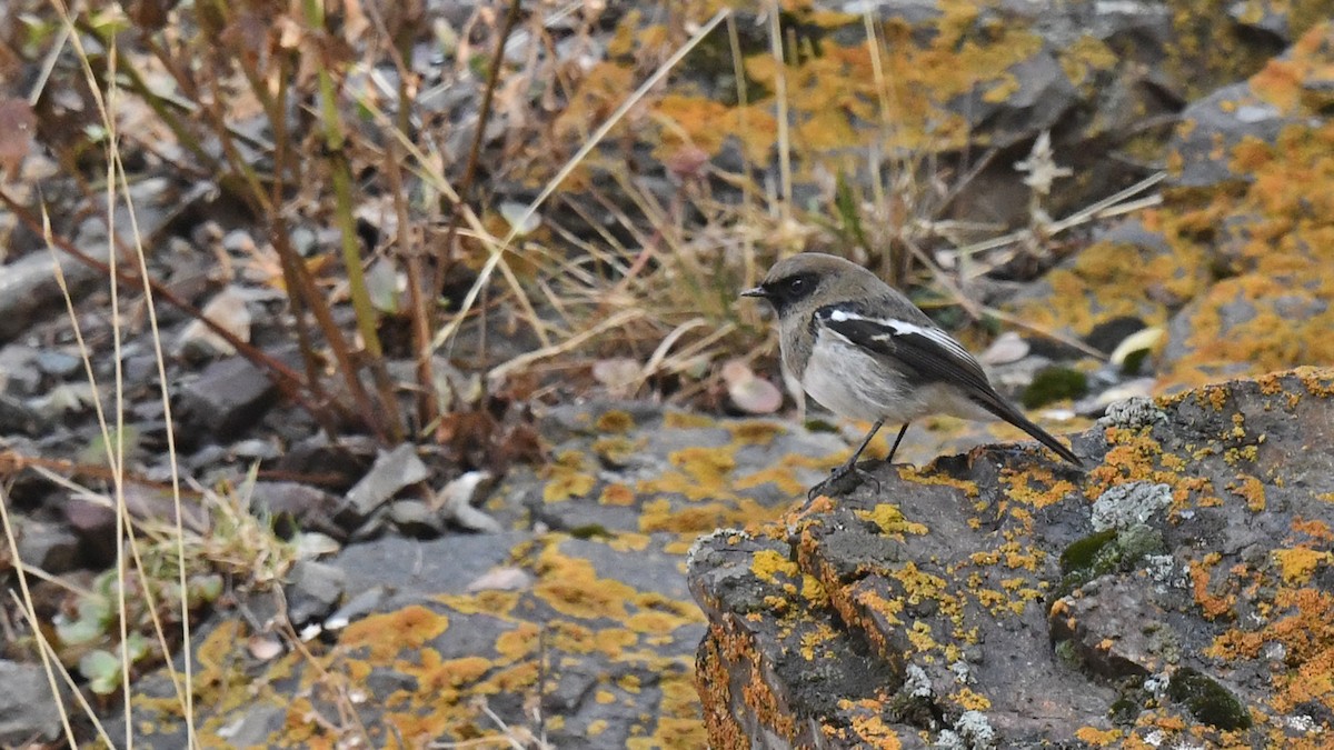 Blue-capped Redstart - ML642702708