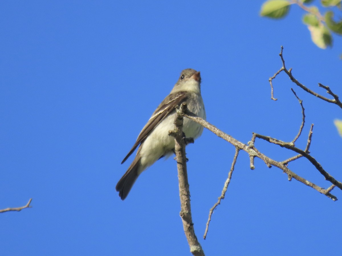 Eastern Wood-Pewee - ML642702723