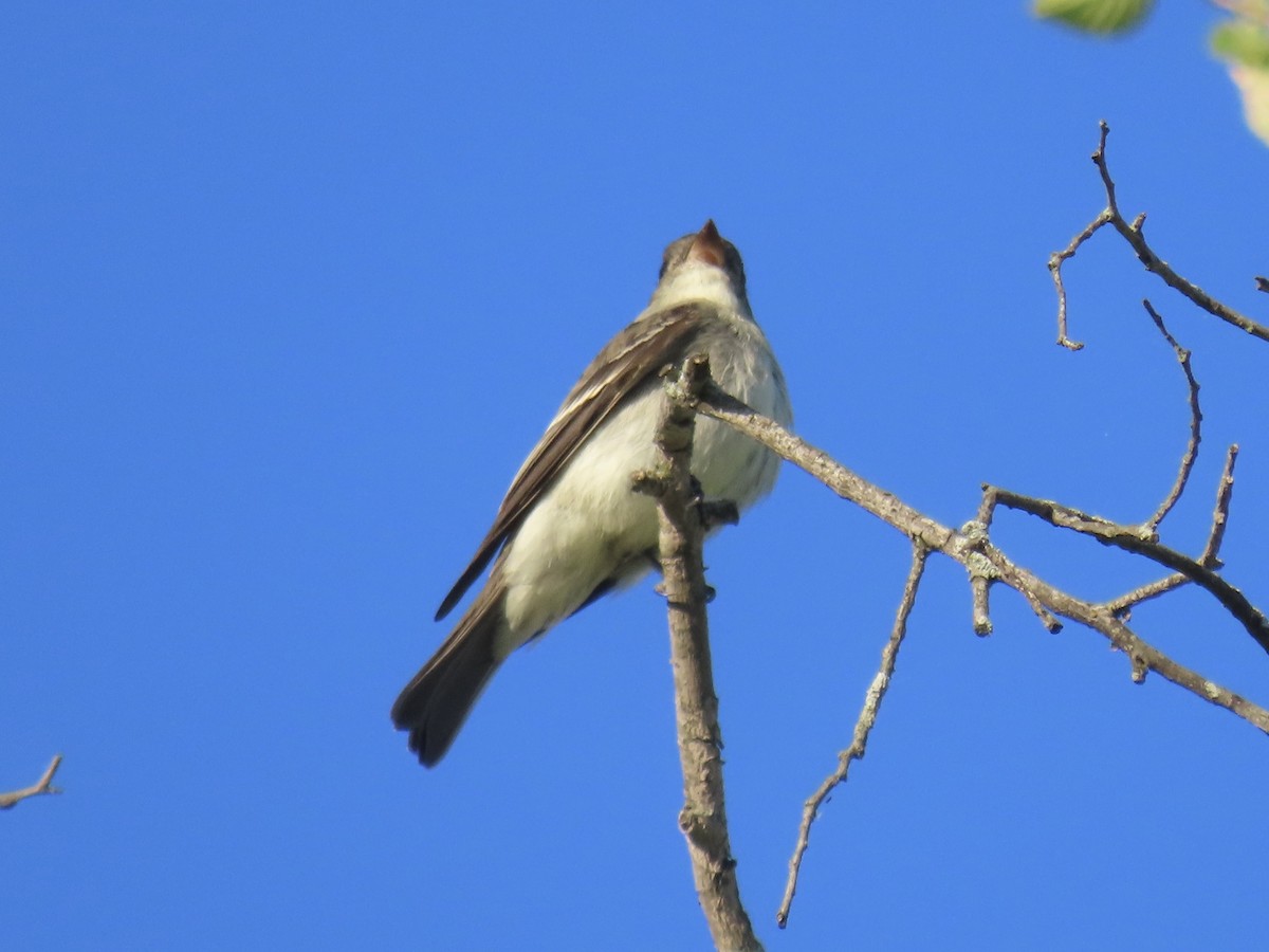 Eastern Wood-Pewee - ML642702724