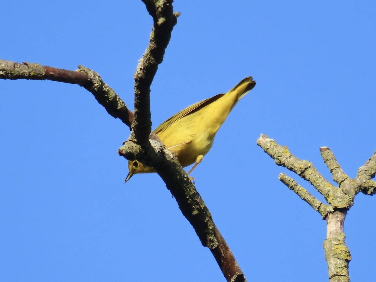 Yellow Warbler - ML642702725
