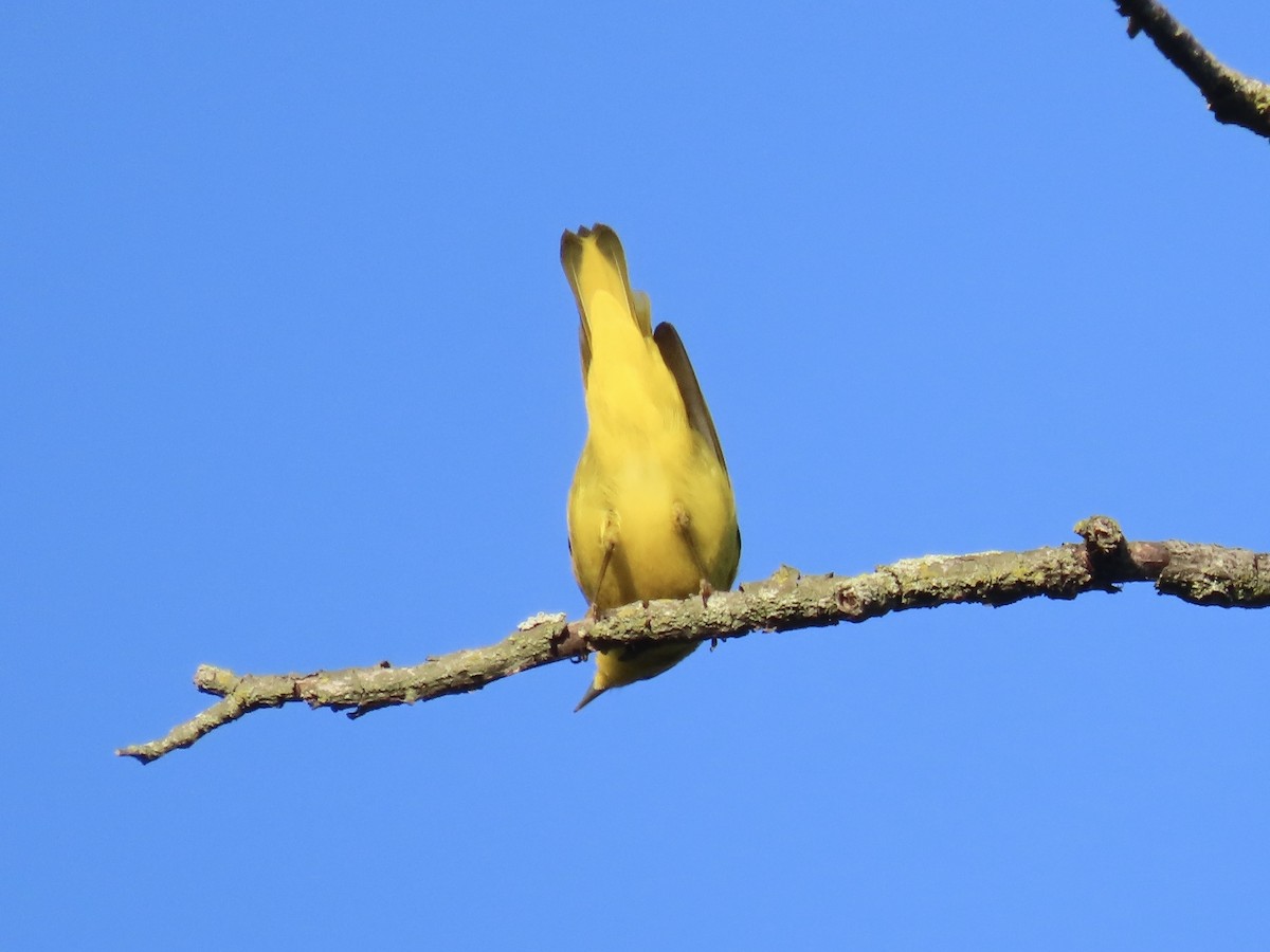 Yellow Warbler - ML642702726